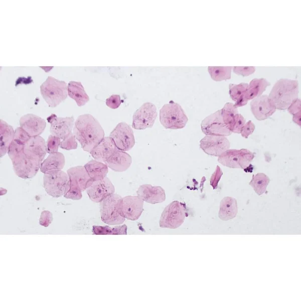 Bresser Dauerpräparat Set, Histologie, 10 Stück 5