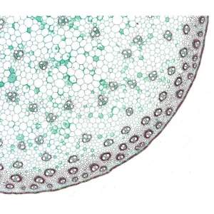 Bresser Dauerpräparat Set, Histologie, 10 Stück 8