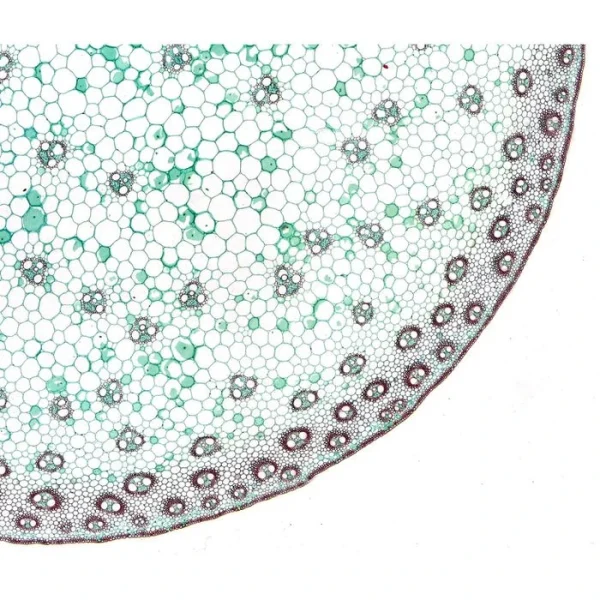 Bresser Dauerpräparat Set, Histologie, 10 Stück 3