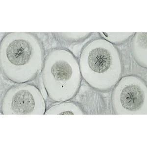 Bresser Dauerpräparat Set, Histologie, 10 Stück 10