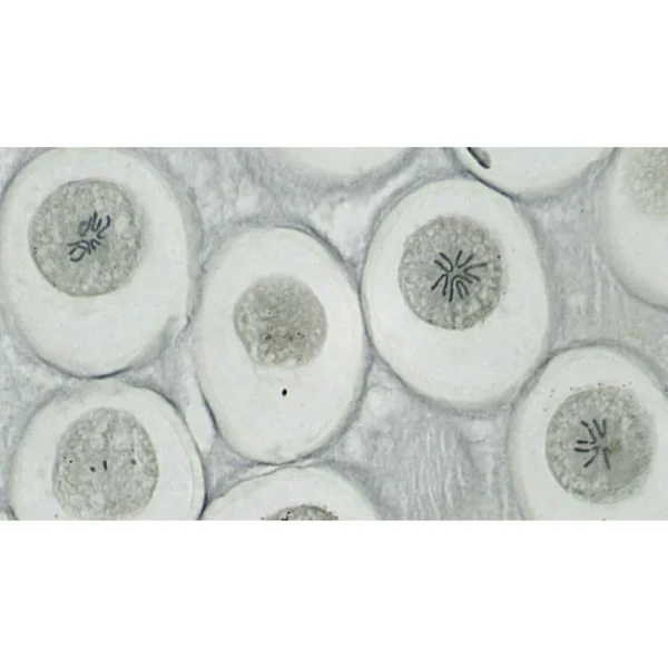 Bresser Dauerpräparat Set, Histologie, 10 Stück 4
